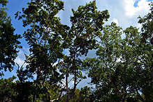Balamku, Cabañas La Selva, Campeche