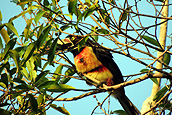 Aves tropicales, Reserva Biósfera Calakmul, Cabañas La Selva, Campeche