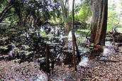 Pantano y lagos, Reserva Biósfera Calakmul, Cabañas La Selva, Campeche