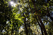 La selva de la Reserva Biósfera Calakmul, Cabañas La Selva, Campeche