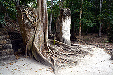 Árbol y piedra, Reserva Biósfera Calakmul, Cabañas La Selva, Campeche