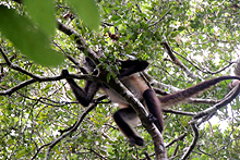 Mono araña, Reserva Biósfera Calakmul, Cabañas La Selva, Campeche