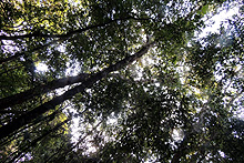 Calakmul Biosphere Reserve, La Selva Cabins, Campeche