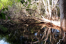 Selva, Reserva Biósfera Calakmul, Cabañas La Selva, Campeche